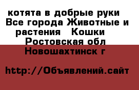котята в добрые руки - Все города Животные и растения » Кошки   . Ростовская обл.,Новошахтинск г.